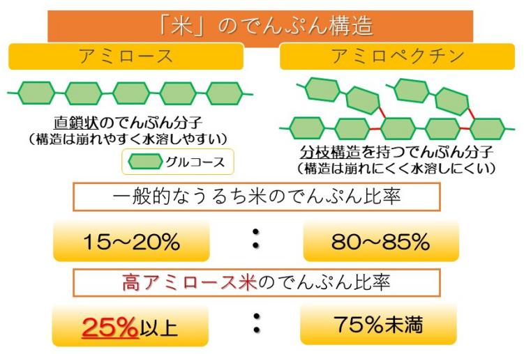 「米」のデンプン構造
