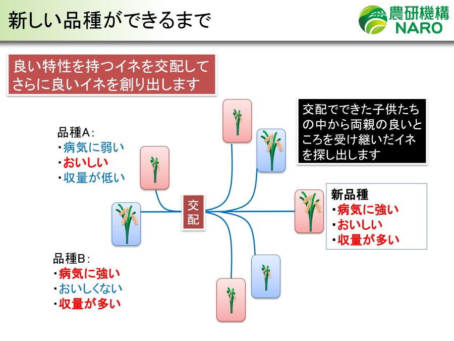 図2:新しい品種ができるまで